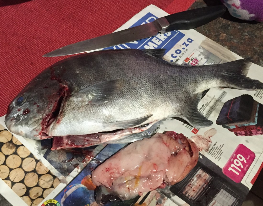 Previous weekends Galjoen. Fat Bastard!